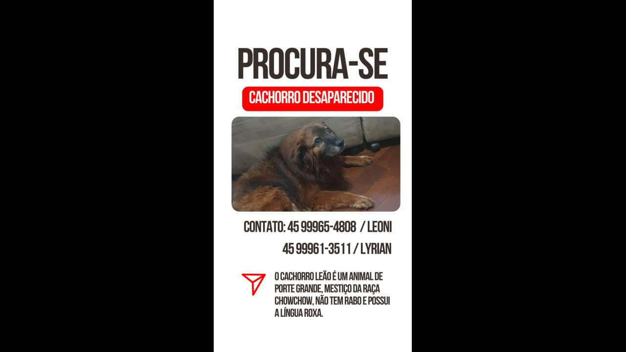 Cachorro Leão desapareceu no bairro Coqueiral