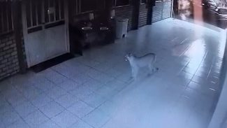 Novas imagens mostram que onça-parda passou parte da noite na APAE em Cascavel Novas imagens mostram que onça-parda passou parte da noite na APAE em Cascavel