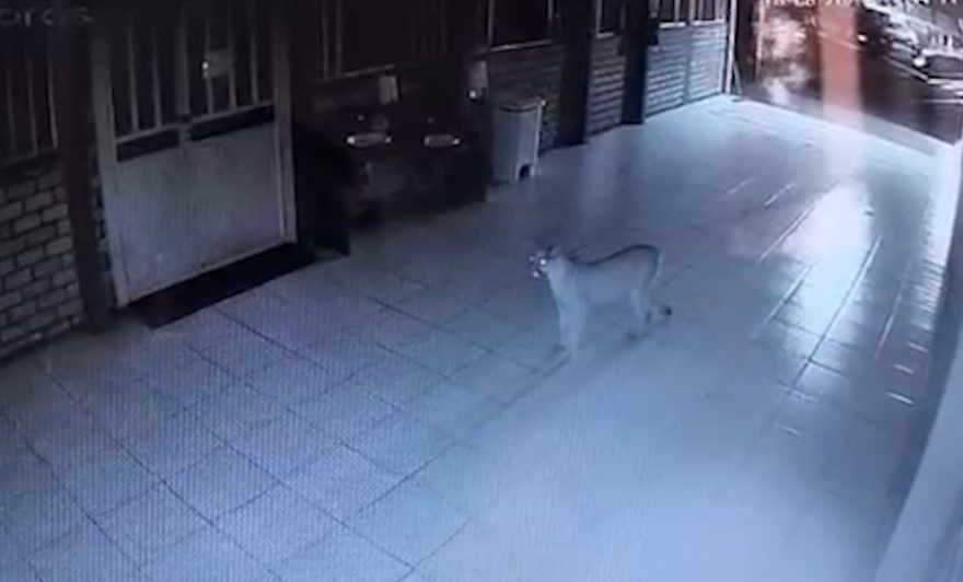 Novas imagens mostram que onça-parda passou parte da noite na APAE em Cascavel