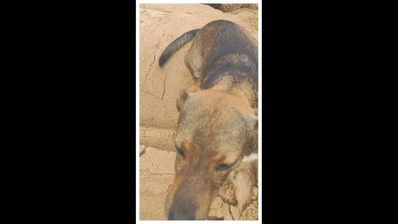 Cachorro Papo desapareceu no bairro Lago Azul