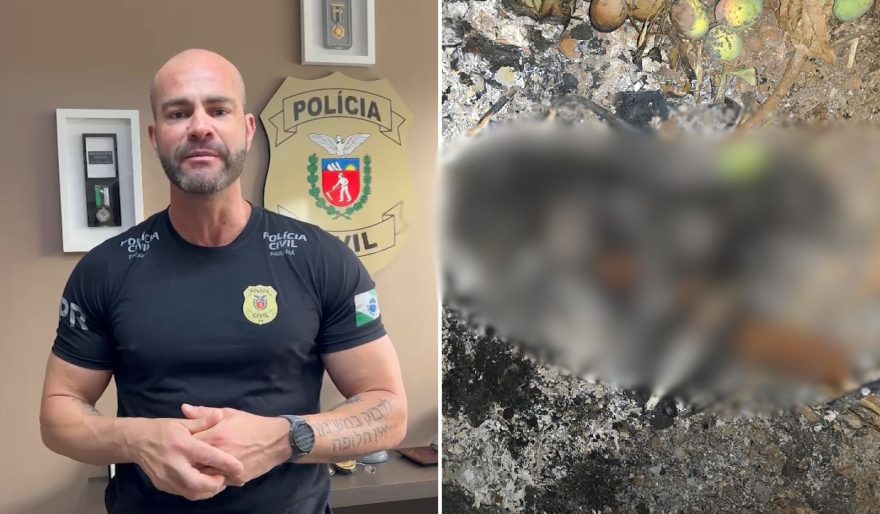 “Homem teria dado uma paulada na cabeça e incendiado um animal”, afirma delegado