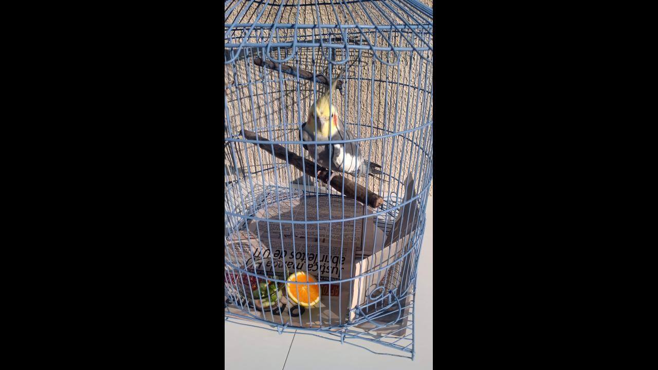 Calopsita é encontrado no bairro São Cristóvão