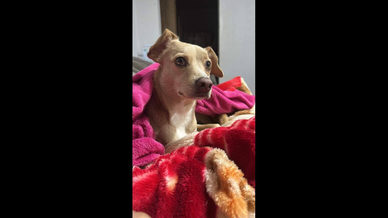 Cachorra Zoe desapareceu no bairro Santa Cruz