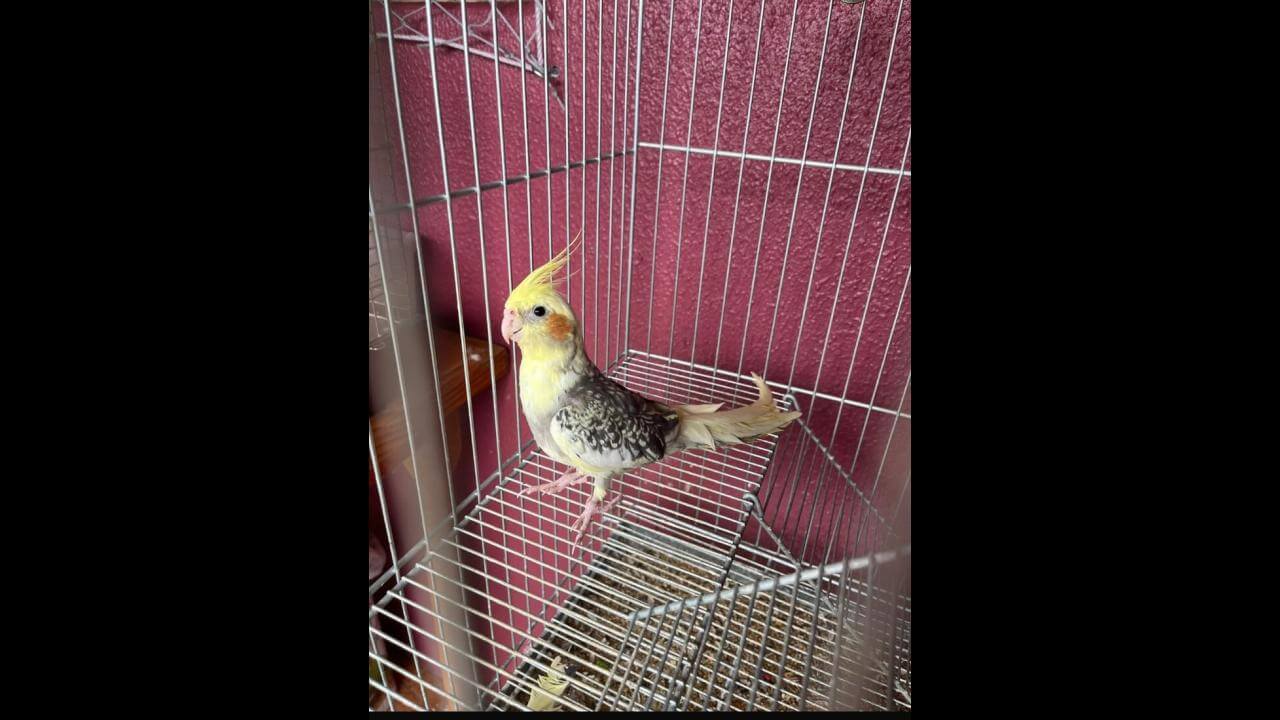 Calopsita Márcio desapareceu no bairro São Cristóvão