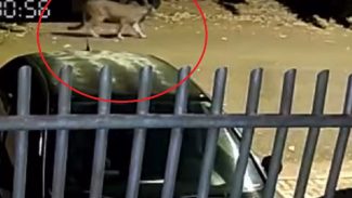 Onça-parda é flagrada por mais uma câmera no Tropical Onça-parda é flagrada por mais uma câmera no Tropical