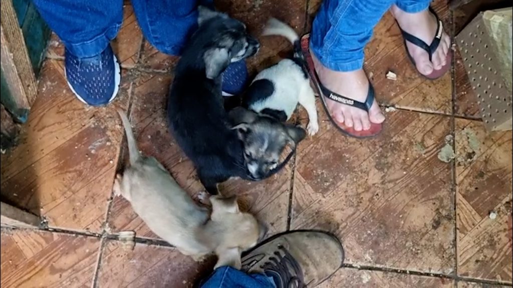Mais de 45 cães ficam sem lar após despejo de idosos de residência em Cascavel