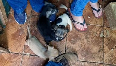 Mais de 45 cães ficam sem lar após despejo de idosos de residência em Cascavel Imagem referente a Mais de 45 cães ficam sem lar após despejo de idosos de residência em Cascavel