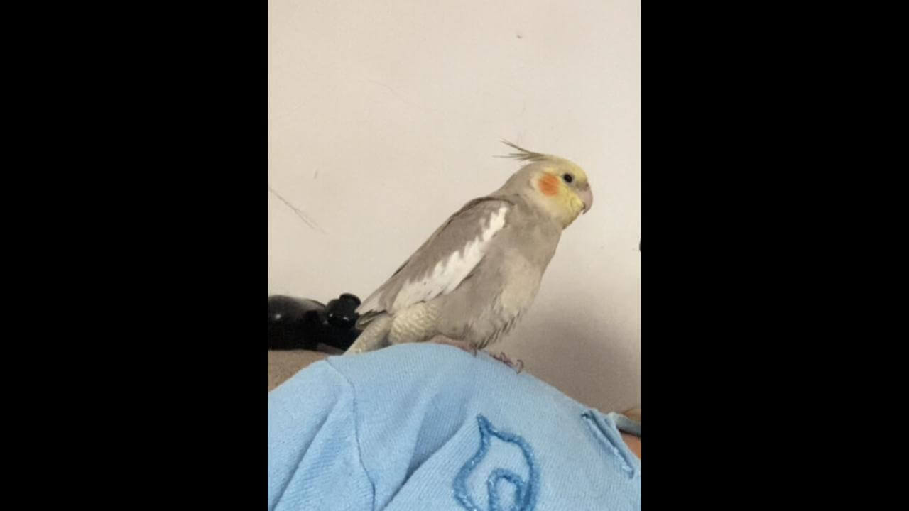 Calopsita Marie desapareceu no bairro Santa Cruz