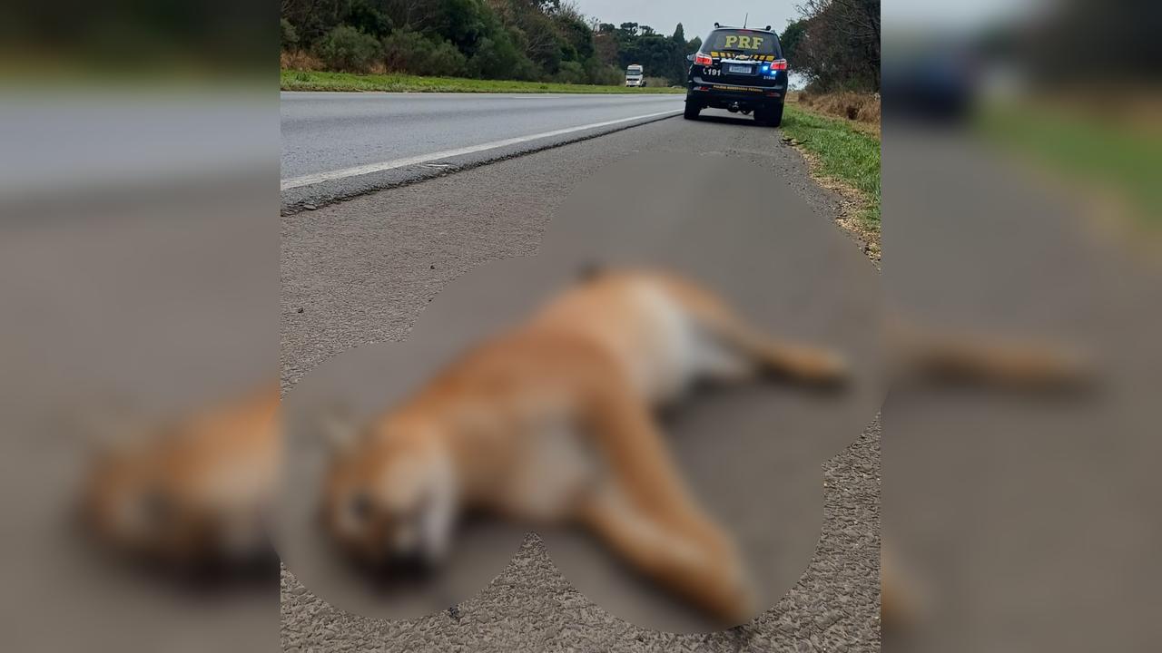 Lamentável! Onça-parda é atropelada na rodovia