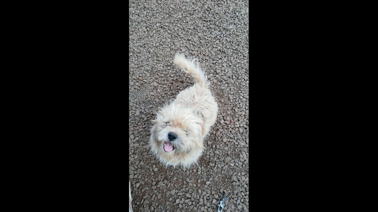 Cachorro Polaquinho desapareceu no bairro Santa Cruz