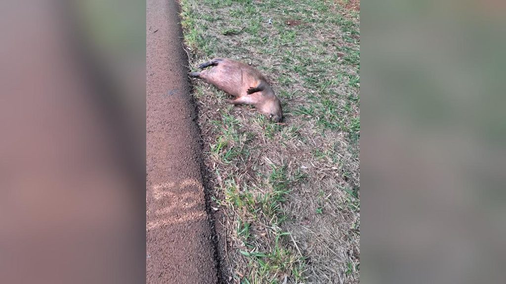 Mistério: Capivara é encontrada morta em rodovia na PR-486 em Cascavel