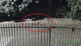 Novas imagens mostram onça passando perto do Recanto da Criança Novas imagens mostram onça passando perto do Recanto da Criança