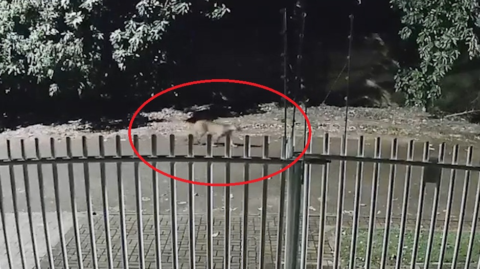 Novas imagens mostram onça passando perto do Recanto da Criança