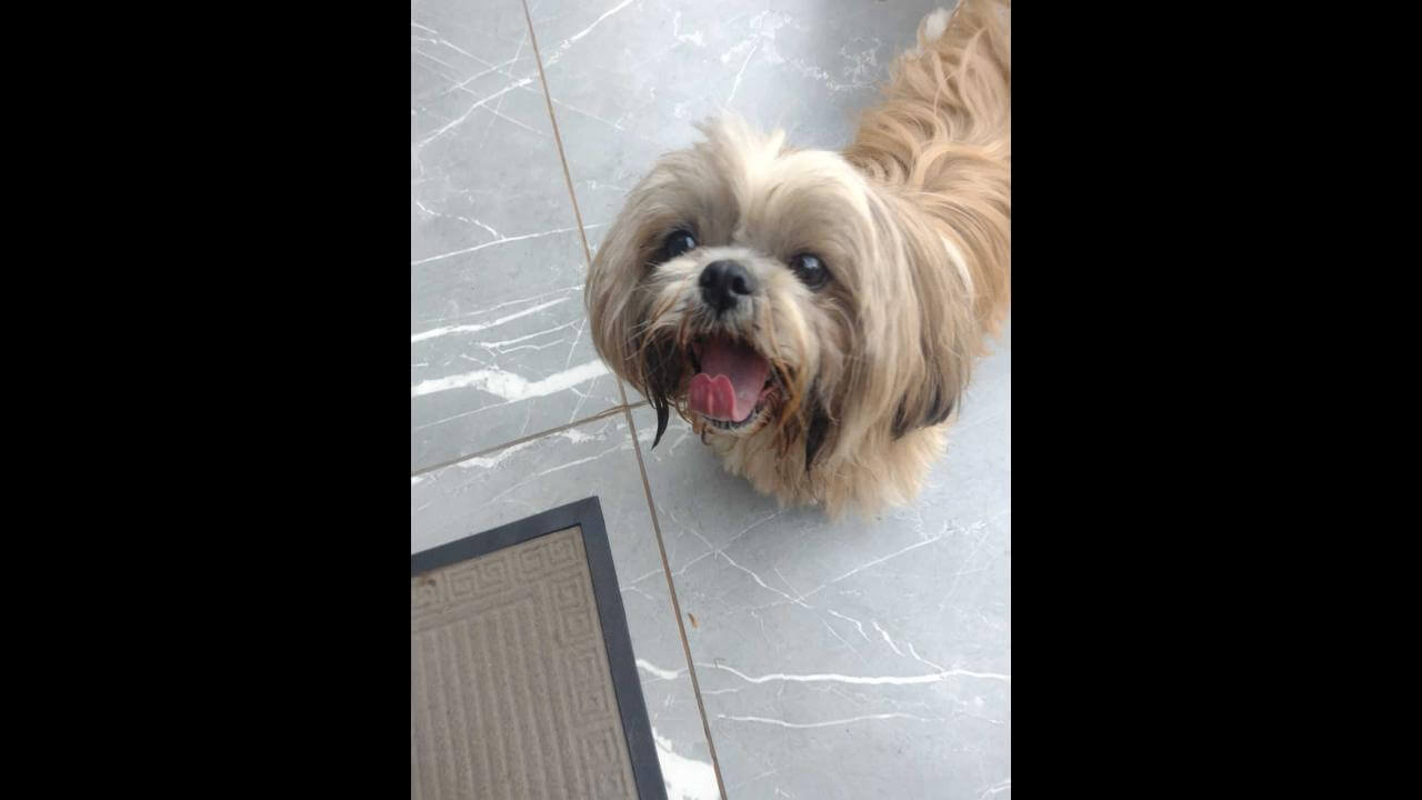 Cachorro é encontrado no bairro Neva