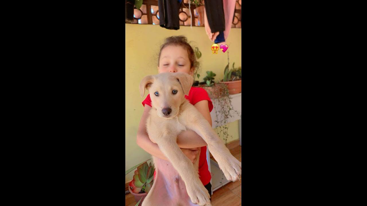 Cachorro Duck desapareceu no bairro Brasmadeira