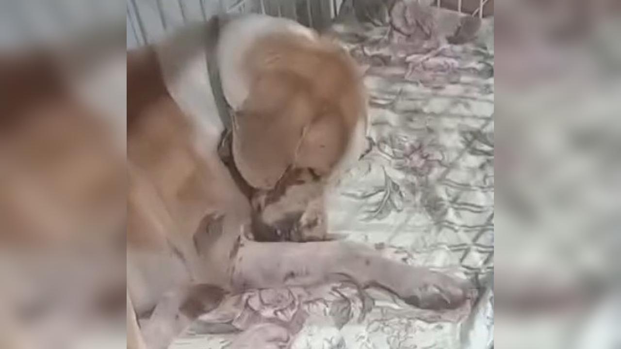 Onça ou javali? Cachorro fica ferido e moradores entram em alerta