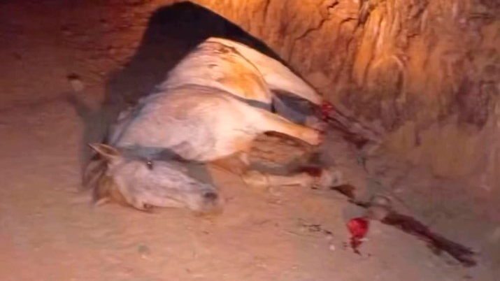 “Se você tem coração, melhor não olhar”: Cavalo tem patas cortadas por não conseguir completar cavalgada Imagem referente a “Se você tem coração, melhor não olhar”: Cavalo tem patas cortadas por não conseguir completar cavalgada