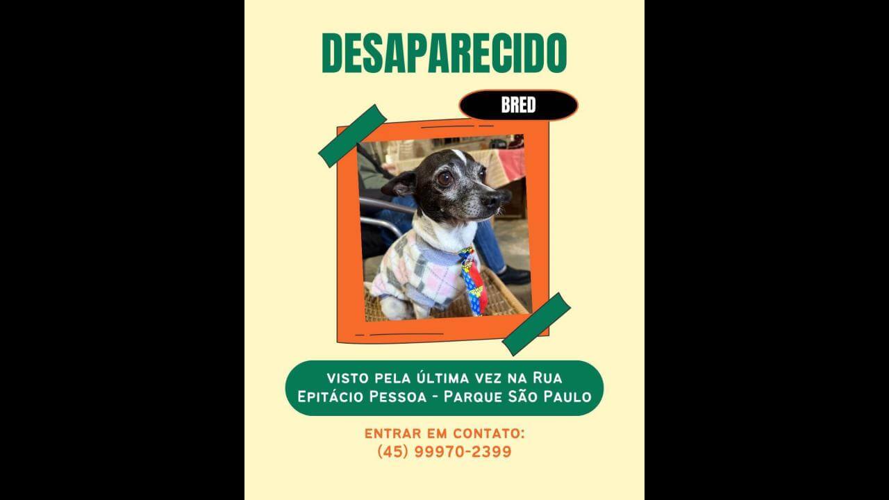 Cachorro Bred desapareceu no bairro Parque São Paulo Cachorro Bred desapareceu no bairro Parque São Paulo