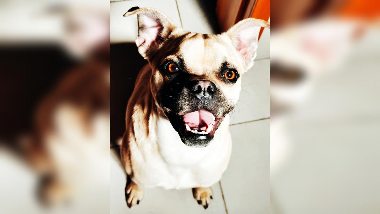 Cascavel sedia simpósio com grandes especialistas do Brasil para discutir e propor soluções inovadoras para o bem-estar de cães e gatos