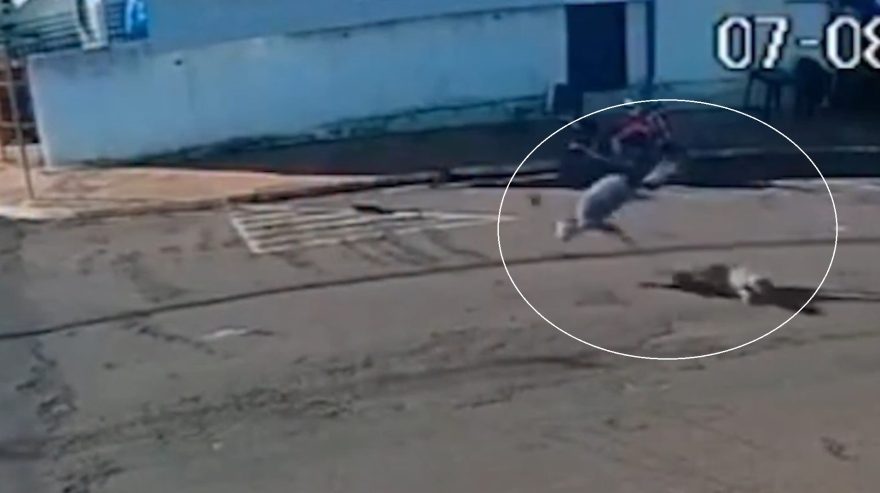 Vídeo: Idoso é entubado após ser atropelado por cachorro