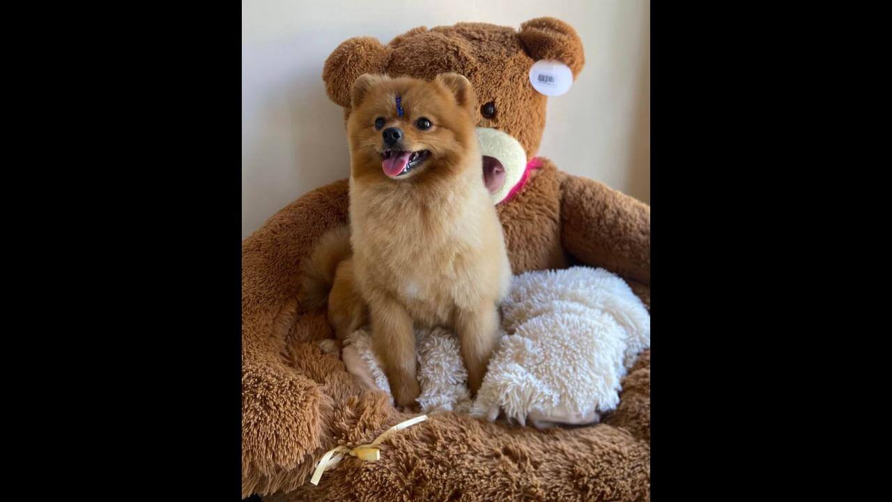 Cachorro Simba desapareceu no bairro Bairro Tropical