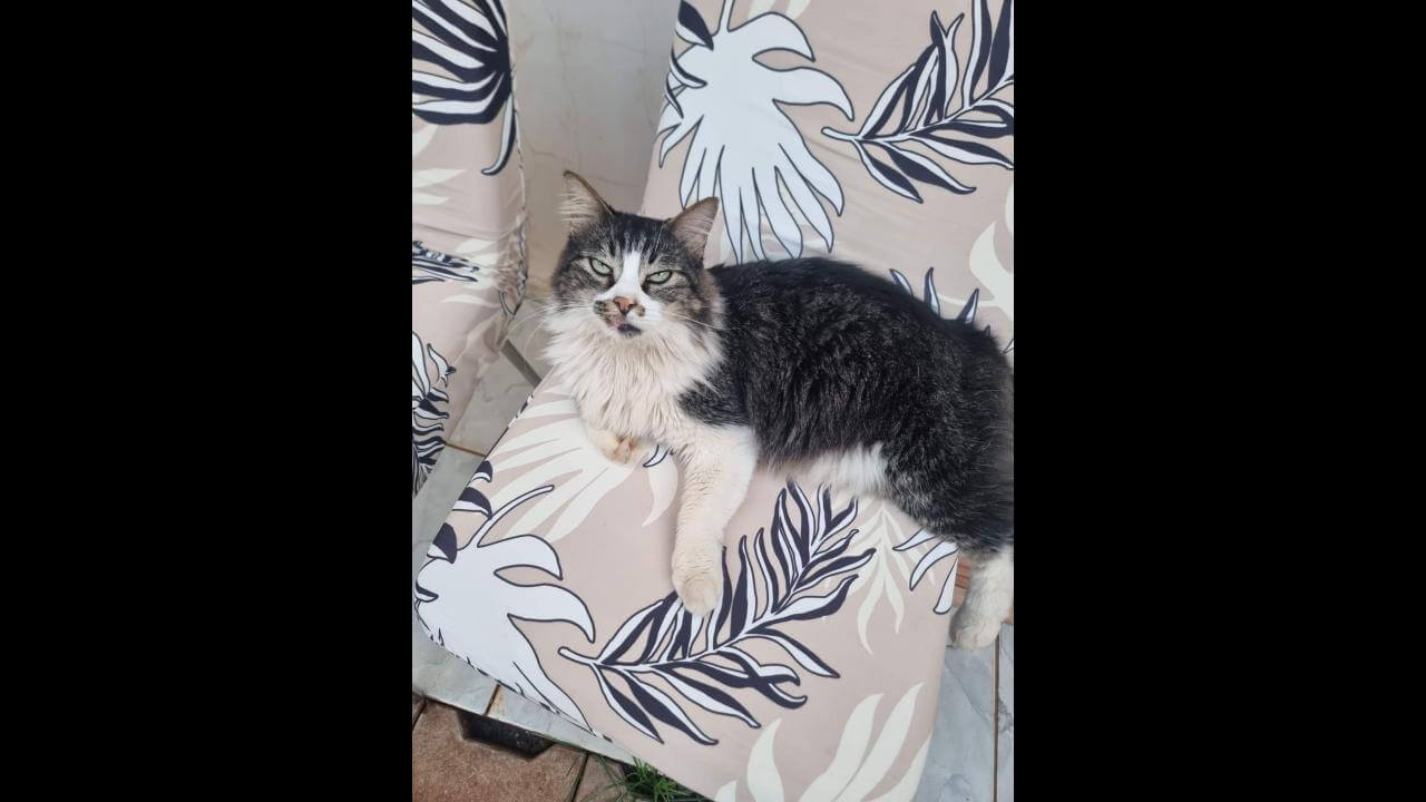 Gato Batata desapareceu no bairro Jardim Padovani