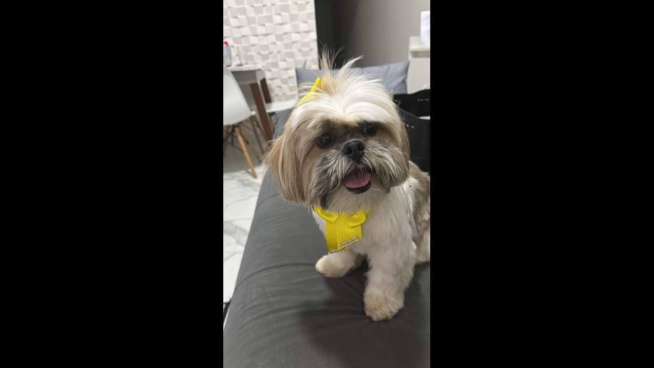 Cachorra Lola desapareceu no bairro São Cristóvão Cachorra Lola desapareceu no bairro São Cristóvão