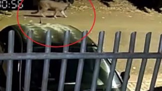 Helicóptero da PM segue realizando buscas pela onça em Cascavel, mas sem sucesso até o momento Helicóptero da PM segue realizando buscas pela onça em Cascavel, mas sem sucesso até o momento