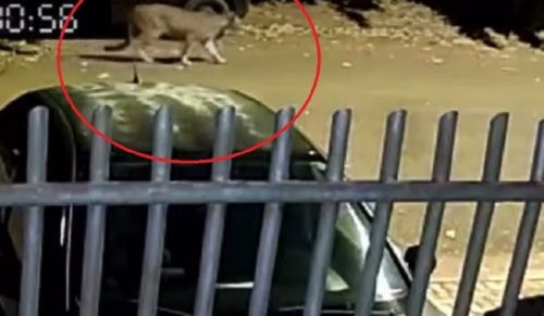 Helicóptero da PM segue realizando buscas pela onça em Cascavel, mas sem sucesso até o momento Imagem referente a Helicóptero da PM segue realizando buscas pela onça em Cascavel, mas sem sucesso até o momento