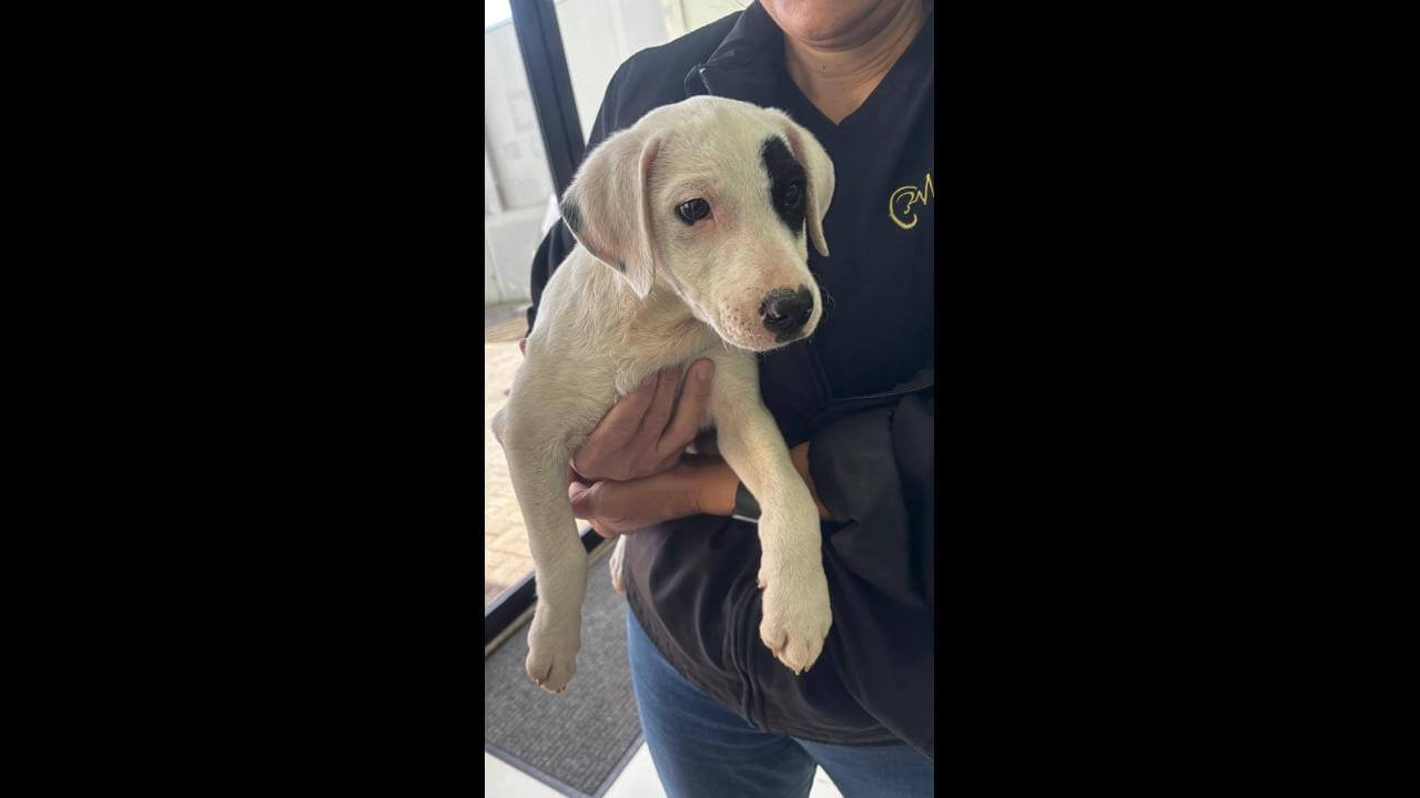 Cachorra é encontrada no bairro Parque São Paulo Cachorra é encontrada no bairro Parque São Paulo