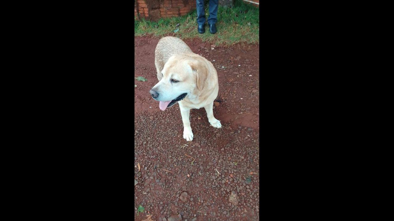 Cachorro é encontrado no bairro Santa Felicidade