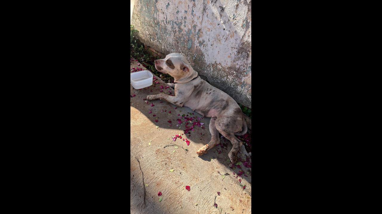 Cachorra é encontrada no bairro Interlagos