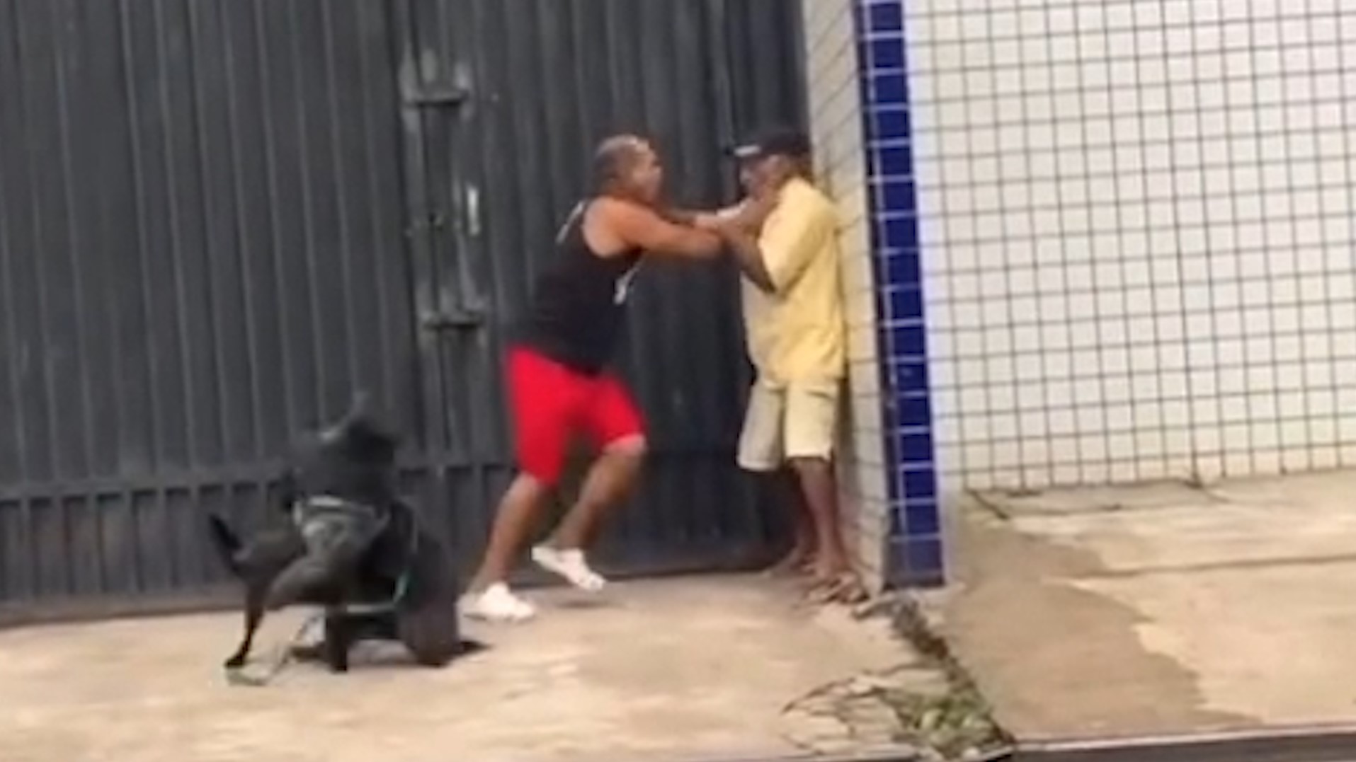 Briga inusitada: tutores e pets saem na porrada após cão cheirar o traseiro de outro