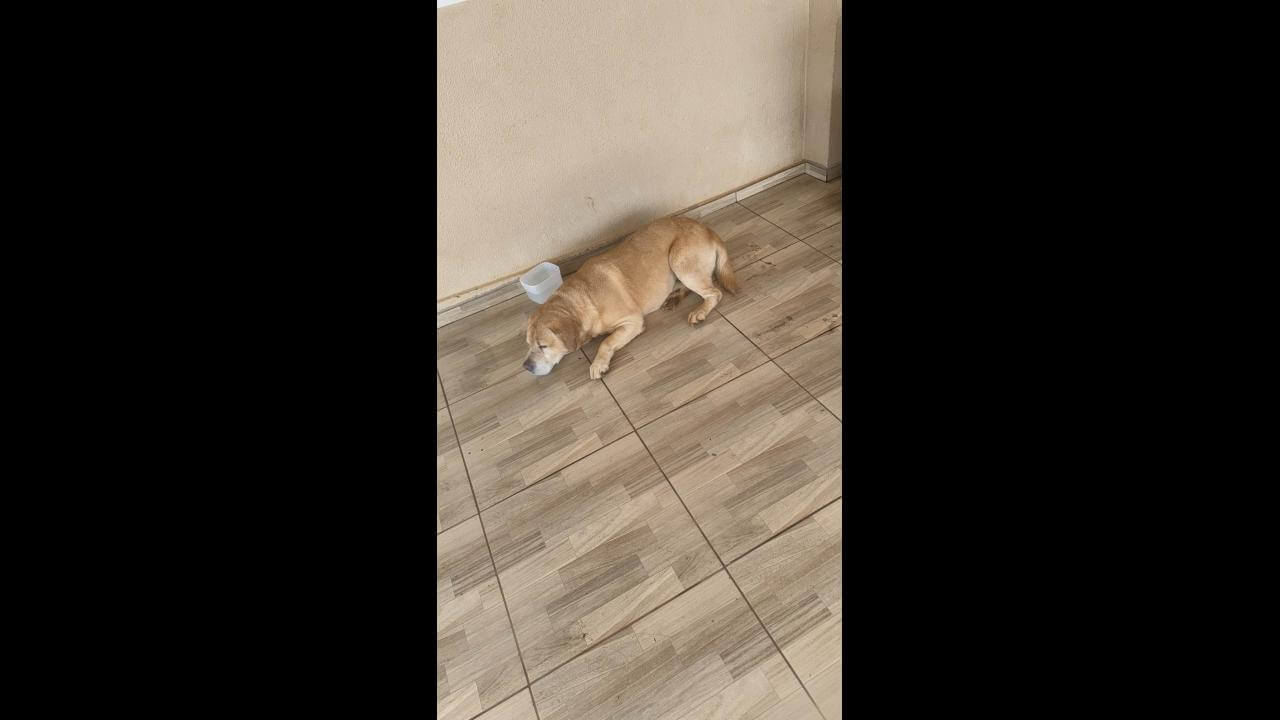 Cachorro é encontrado no bairro Santa Felicidade