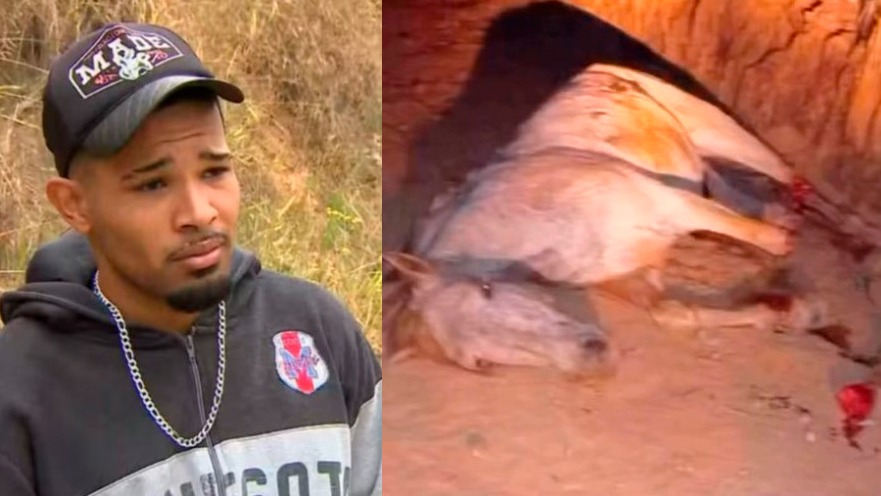 "Não sou um monstro": jovem confessa decepar patas de cavalo