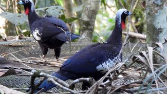 Em risco de extinção, jacutingas são devolvidas à natureza em SP Em risco de extinção, jacutingas são devolvidas à natureza em SP