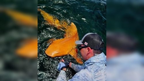 Pesquisadores acham tubarão laranja pela 1ª vez no Caribe Imagem referente a Pesquisadores acham tubarão laranja pela 1ª vez no Caribe