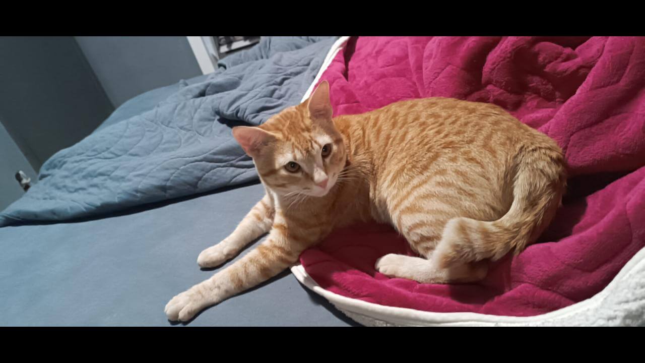 Gato Chico desapareceu no bairro Gramado