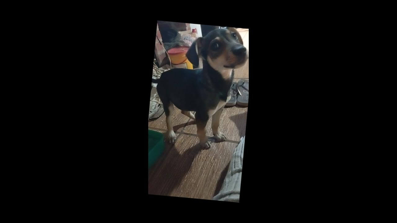 Cachorro é encontrado no bairro Santa Felicidade