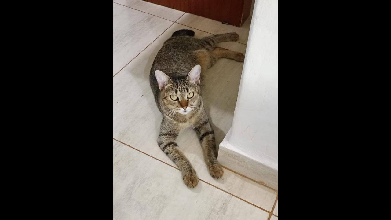 Gata Bryta desapareceu no bairro Esmeralda