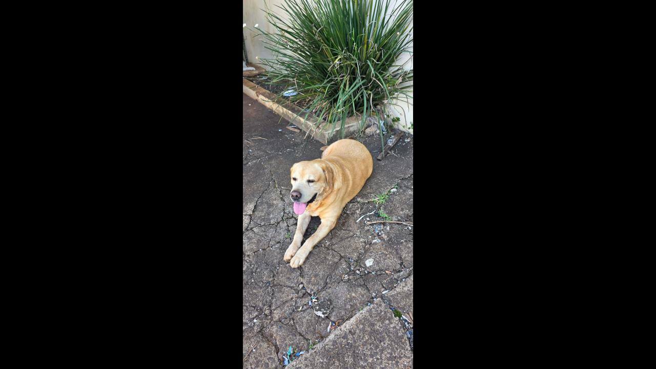 Cachorro é encontrado no bairro Parque São Paulo