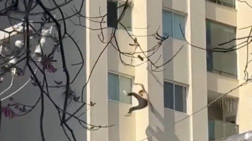 Homem que morreu ao cair de prédio em Curitiba estava em surto psicótico Homem que morreu ao cair de prédio em Curitiba estava em surto psicótico