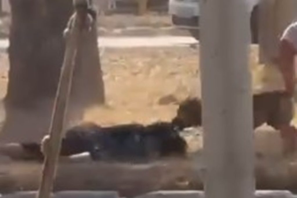 ‘Se fosse uma criança, teria morrido’: Mulher sobrevive a ataque feroz de cães