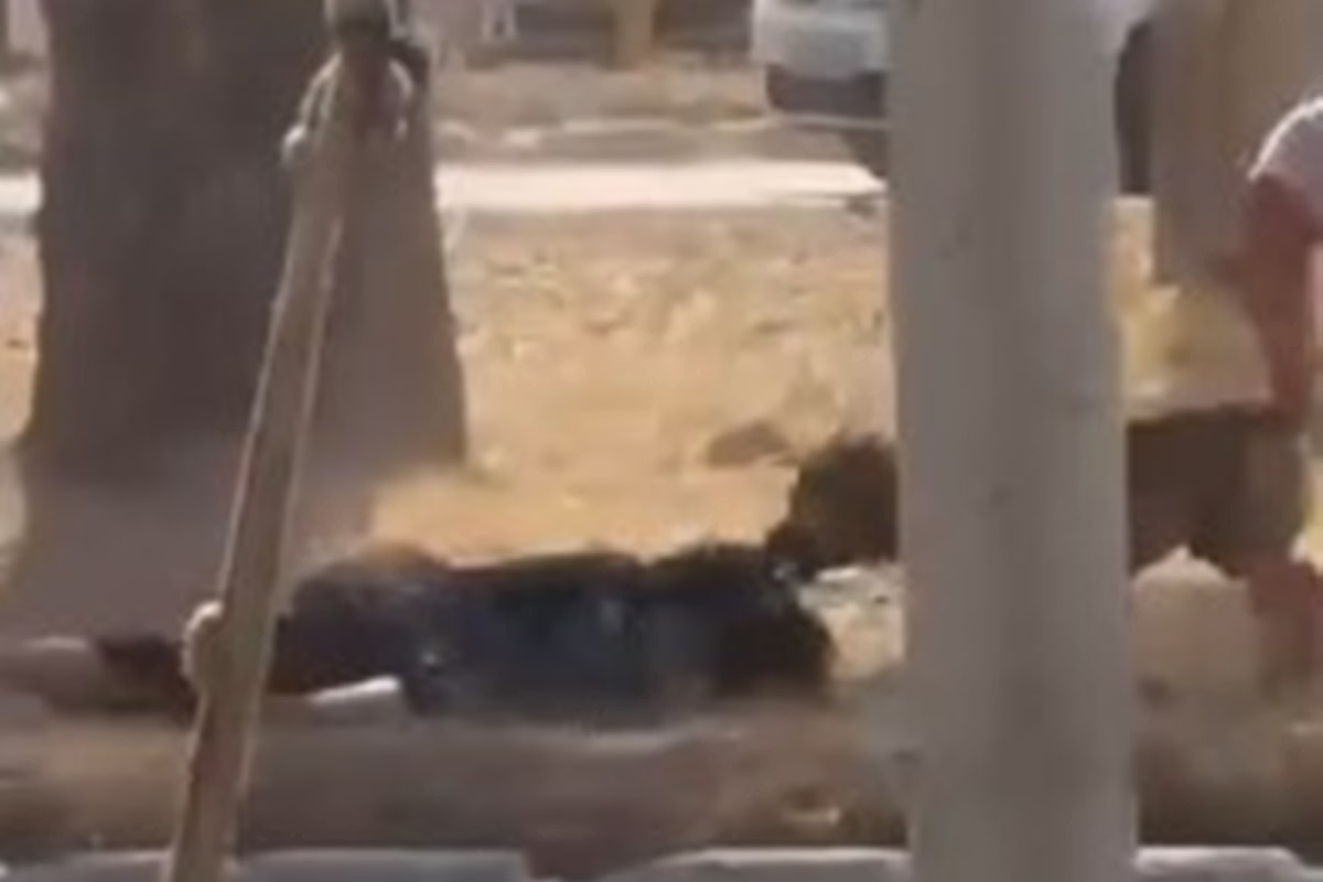 ‘Se fosse uma criança, teria morrido’: Mulher sobrevive a ataque feroz de cães
