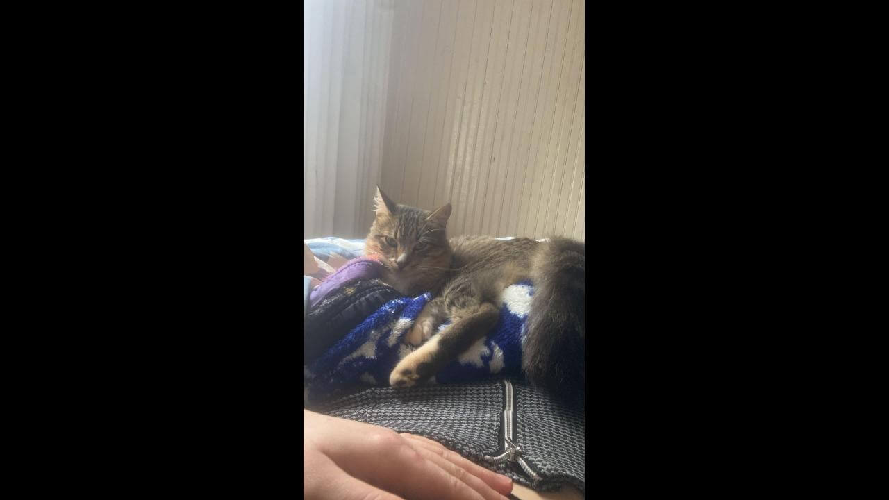 Gato Tom desapareceu no bairro Maria Luiza