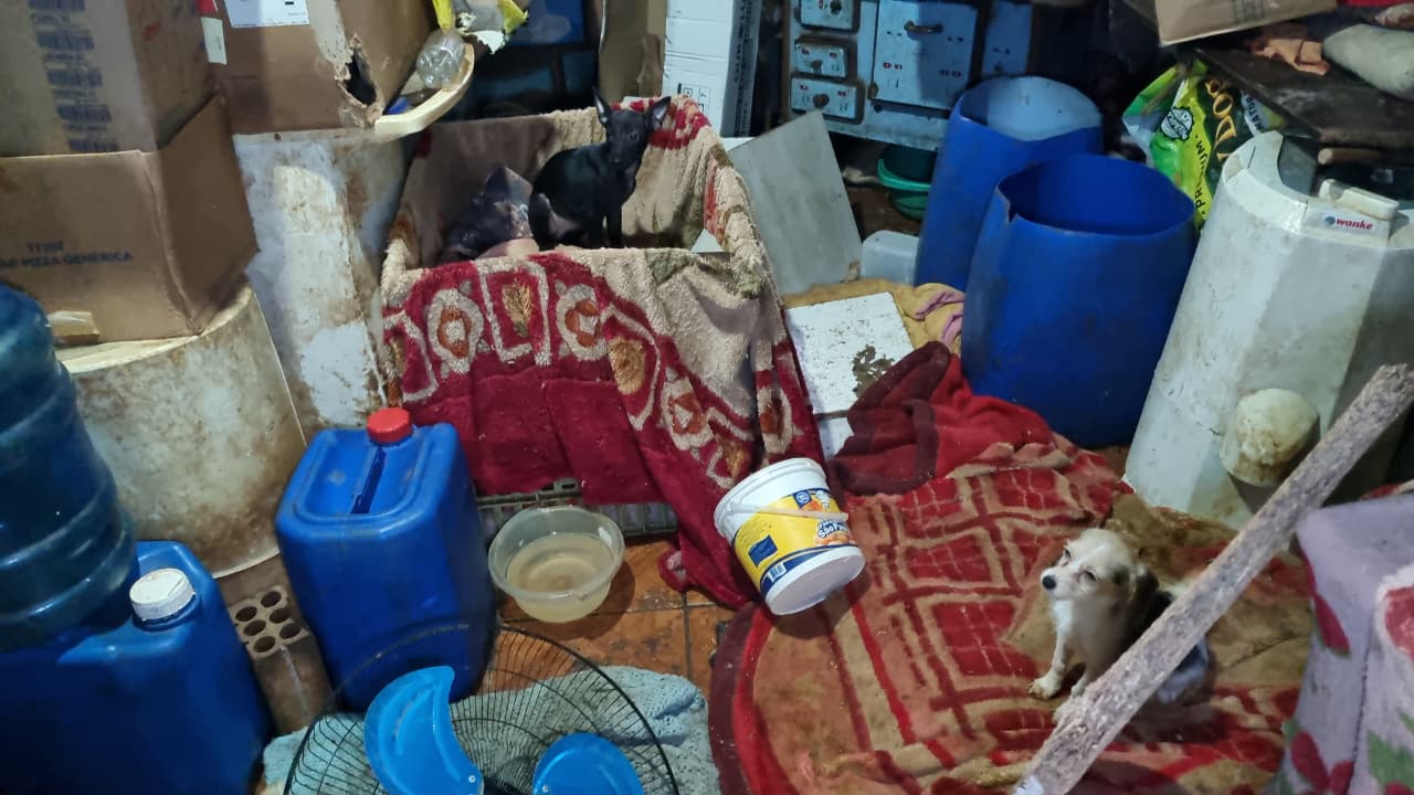 Mais de 45 cães sem lar: Polícia Civil esclarece situação de animais em residência de Cascavel