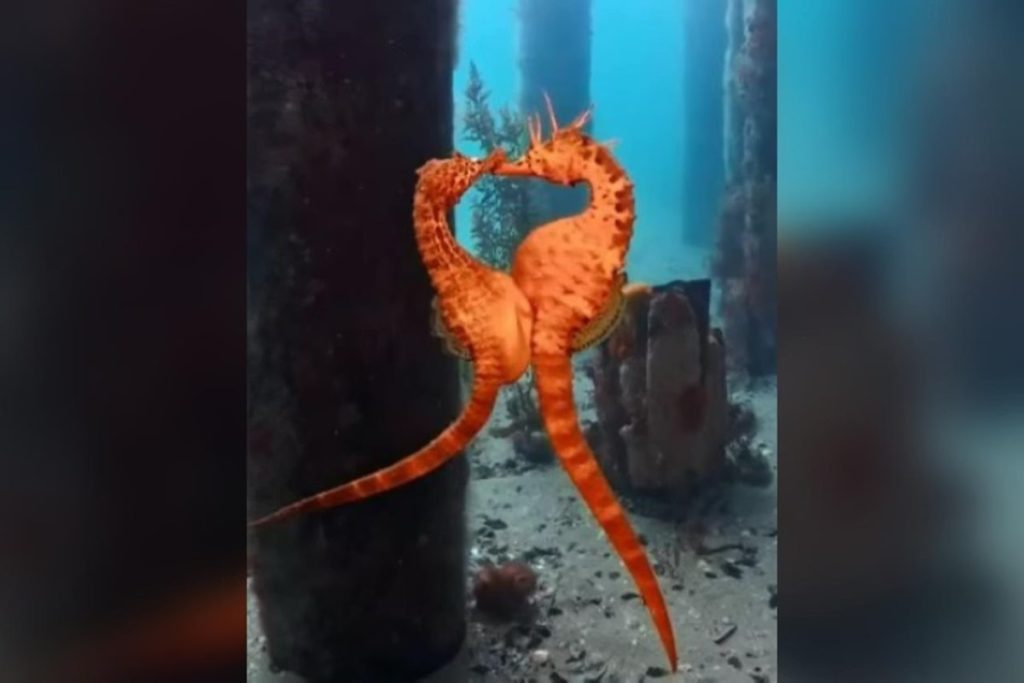 Vídeo! Mergulhadora grava momento raro de acasalamento de cavalos-marinhos