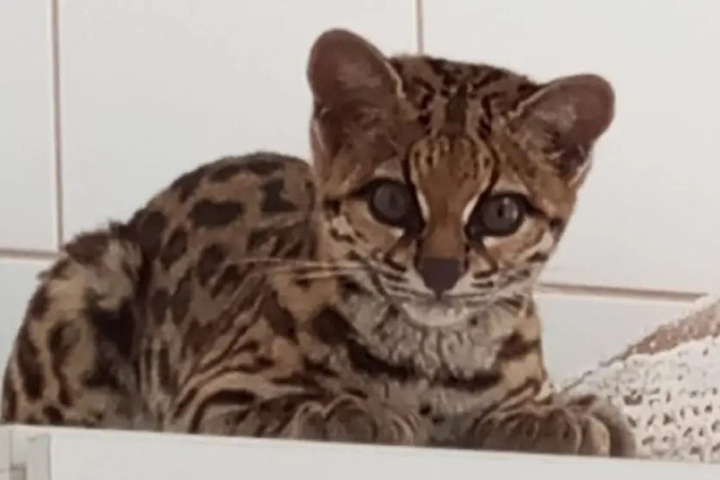 Vídeo! Jaguatirica invade UBS e assusta funcionários na hora do café