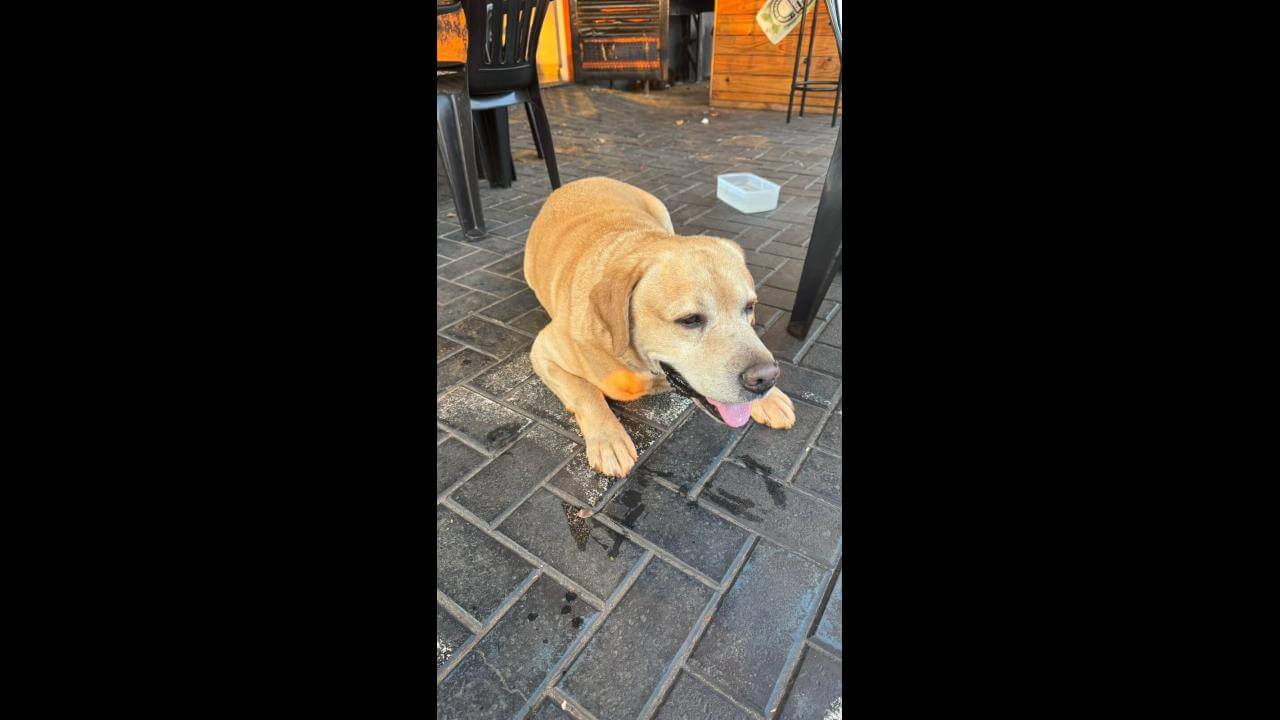 Cachorro é encontrado no bairro Parque São Paulo