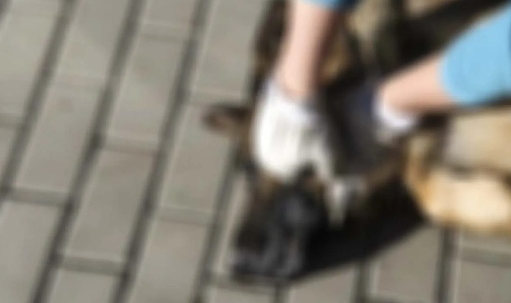 Crueldade! Homem é preso por maus-tratos ao usar canivete para castrar cachorro